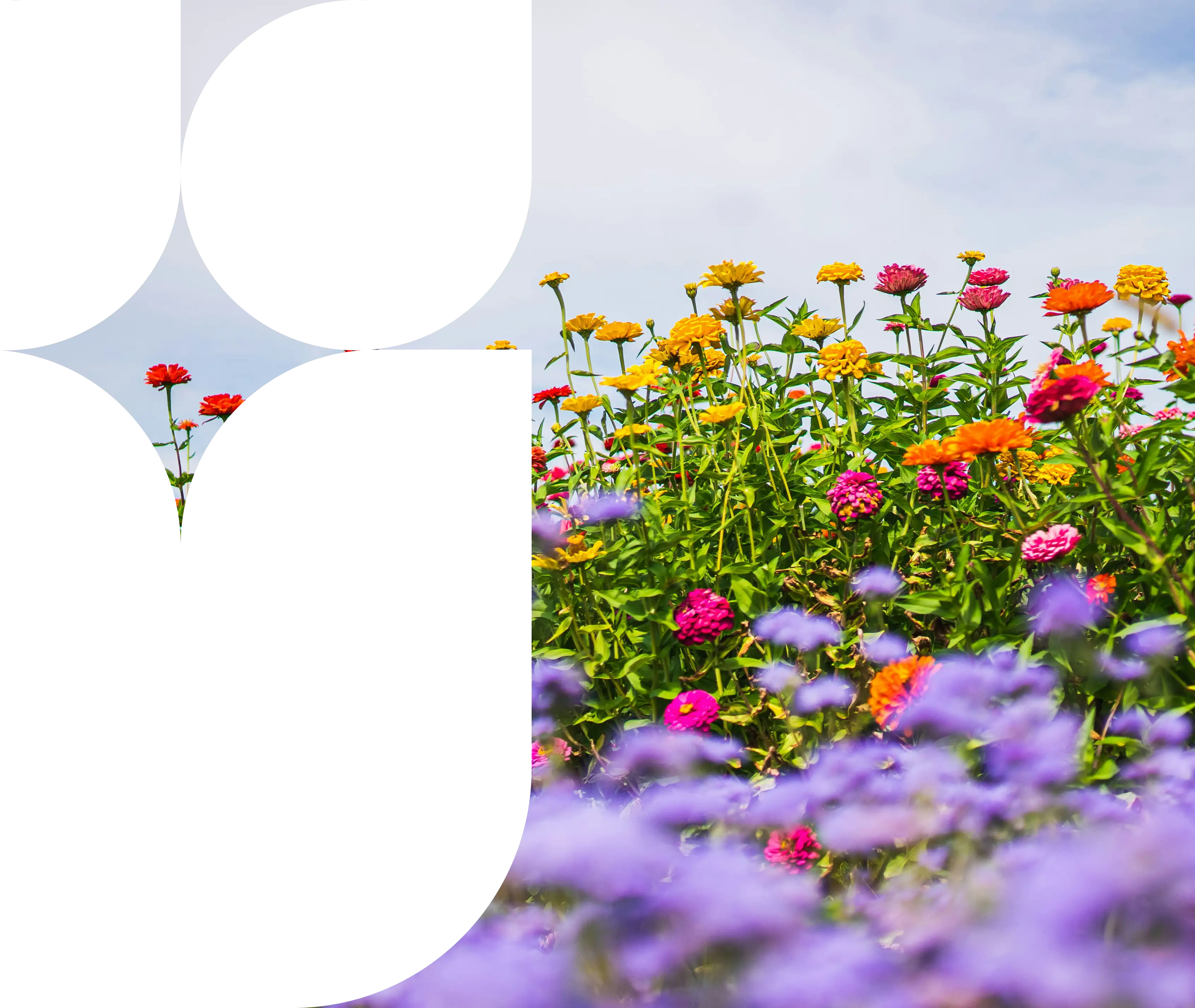 Various types of flowers under a clear sky